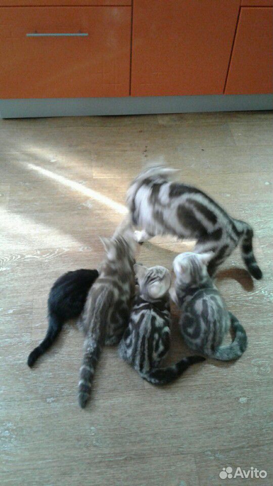4-х месячные котята с мамой купить на Зозу.ру - фотография № 1