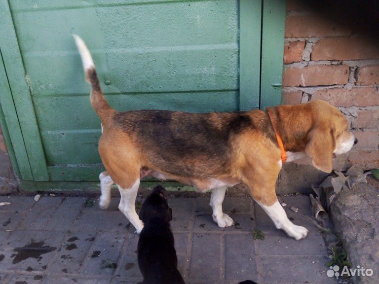 Собака бигль купить на Зозу.ру - фотография № 2