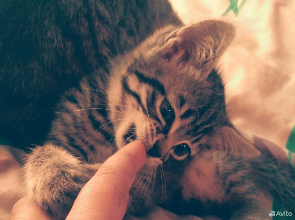 Отдам котенка в добрые заботливые руки купить на Зозу.ру - фотография № 1