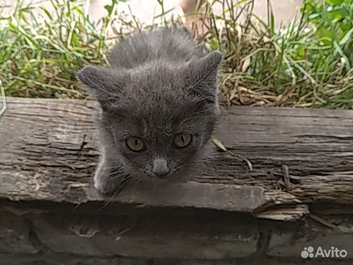 Британский котенок(Есть самка и самец) купить на Зозу.ру - фотография № 2