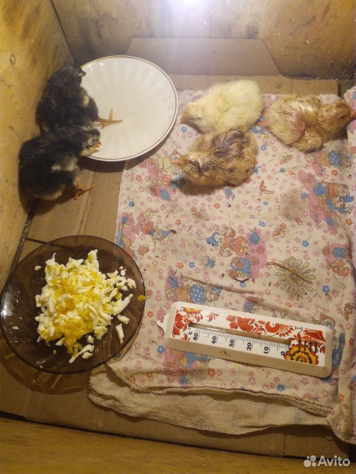 Цыплята мясо-яичные купить на Зозу.ру - фотография № 1