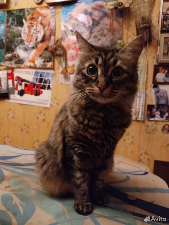 Сибирская кошка купить на Зозу.ру - фотография № 1