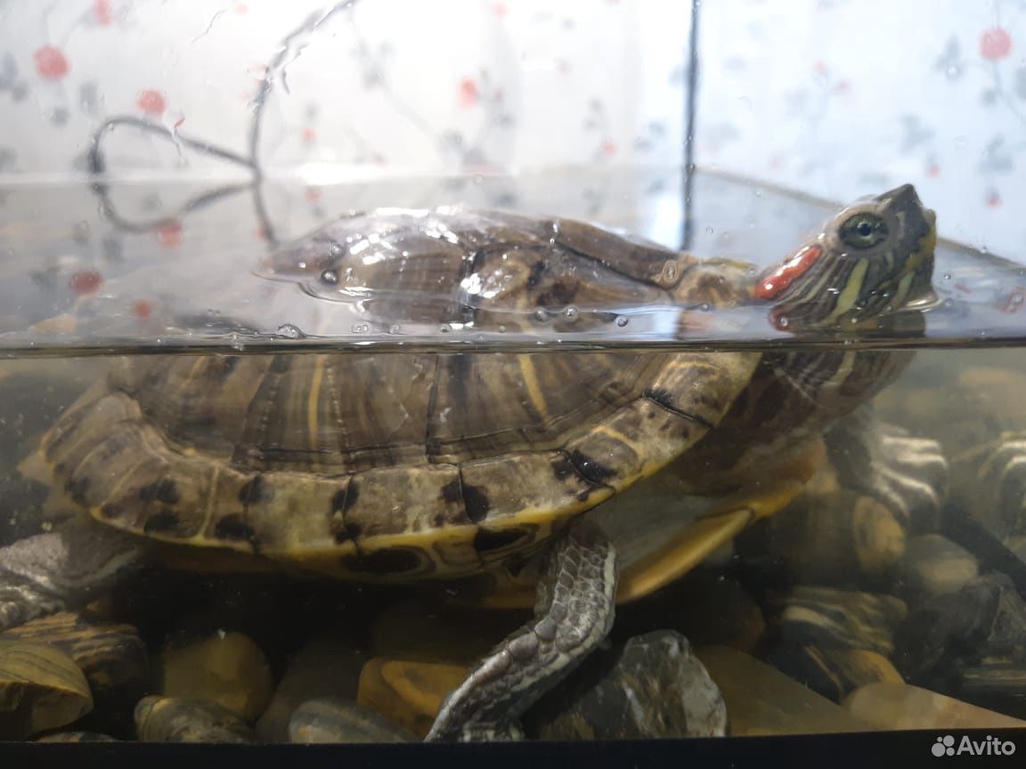 Террариум с красноухими черепахами купить на Зозу.ру - фотография № 2