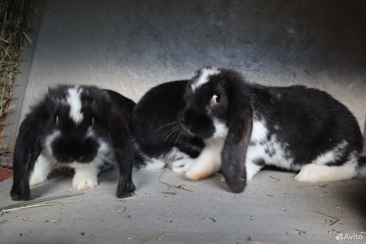 Кролики. Французский баран купить на Зозу.ру - фотография № 4