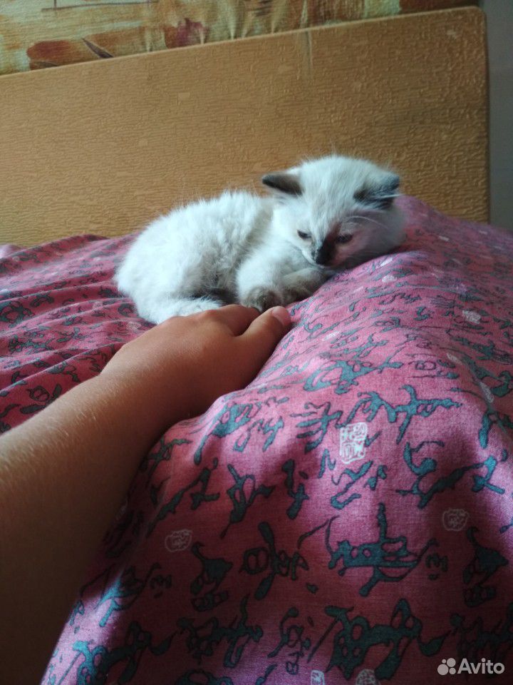 Котёнок породы Рэгдолл бесплатно купить на Зозу.ру - фотография № 2