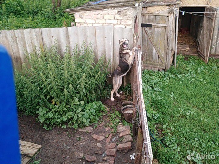 Сторажевая собака купить на Зозу.ру - фотография № 4