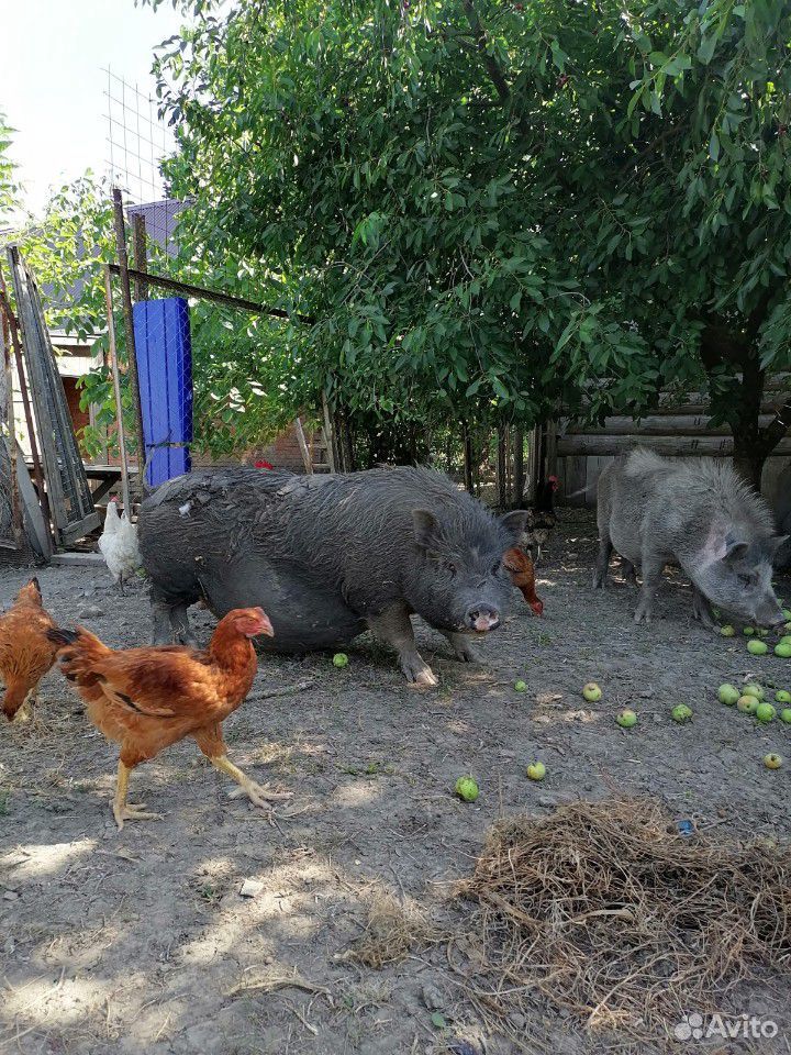 Продам вьетнамских свиней (поросных) купить на Зозу.ру - фотография № 4