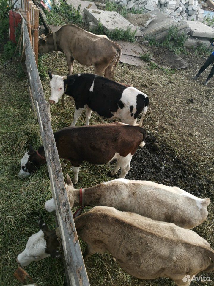 Корова и телки купить на Зозу.ру - фотография № 4
