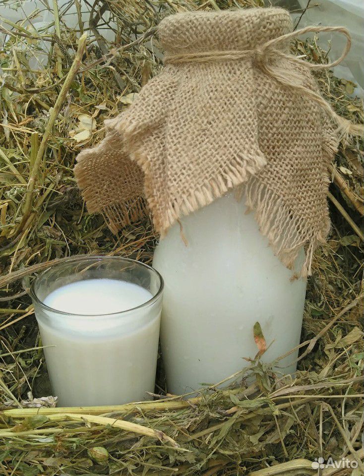 Молоко от Нубийской козы купить на Зозу.ру - фотография № 1