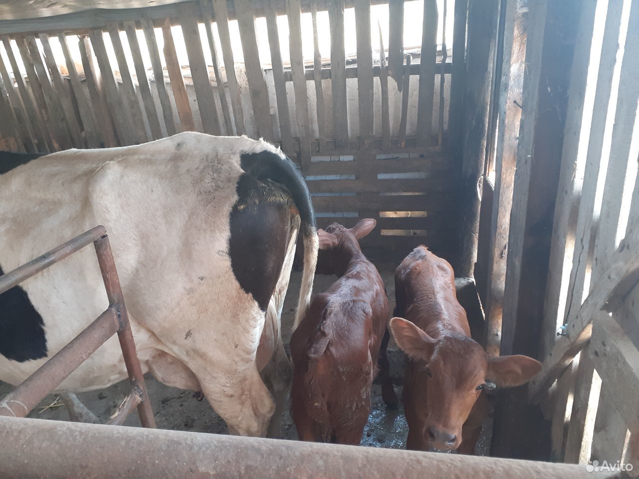 Корова и три сасунка два бычка и тёлочка,две месяч купить на Зозу.ру - фотография № 4