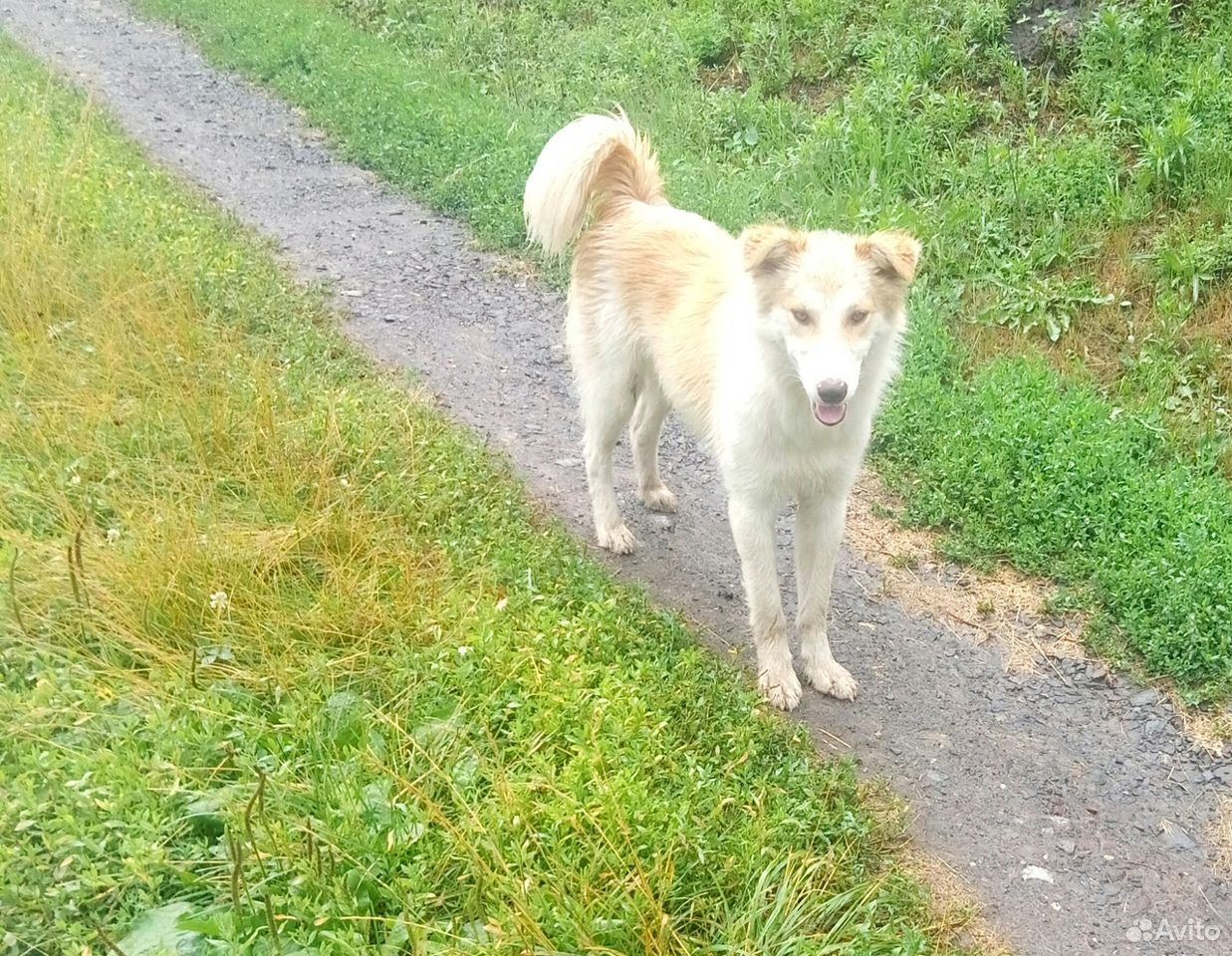 Найден молодой пёс купить на Зозу.ру - фотография № 1