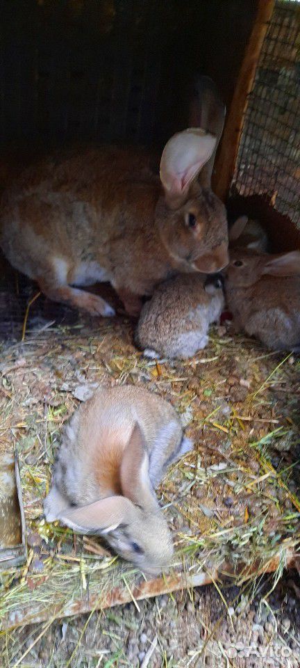 Кролики фландеры купить на Зозу.ру - фотография № 4