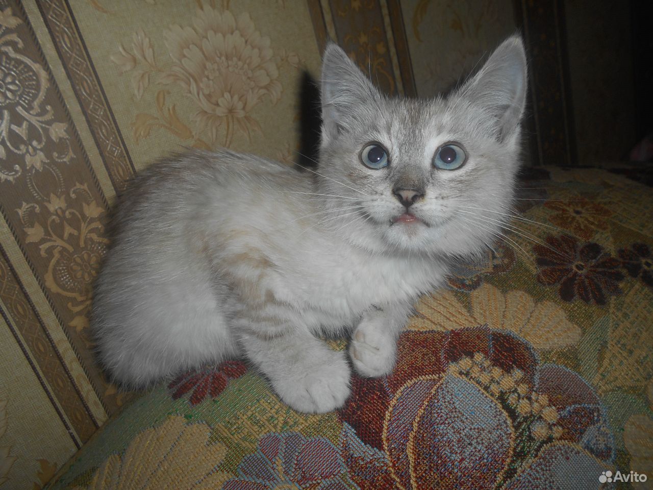 Котенок Сёма купить на Зозу.ру - фотография № 1
