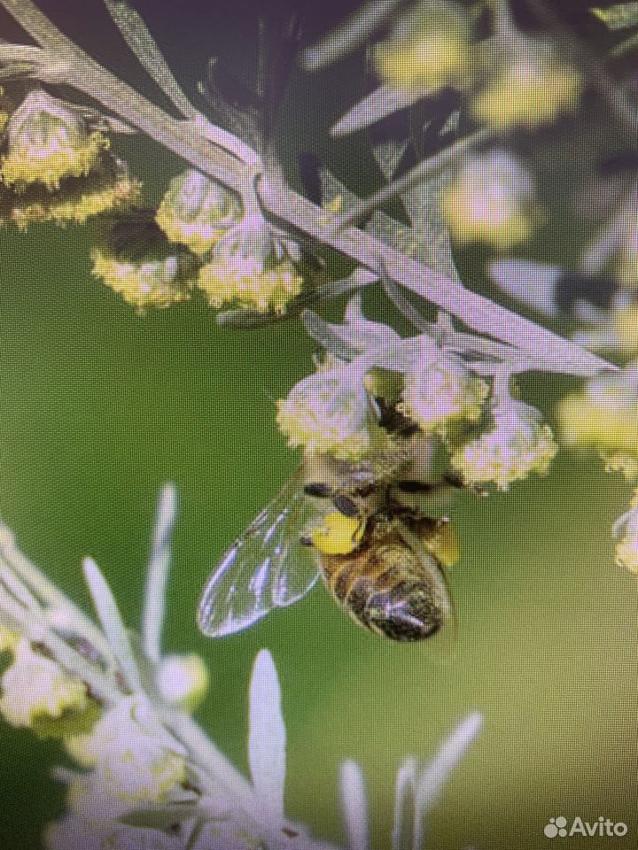 Гнездо диких пчёл купить на Зозу.ру - фотография № 1