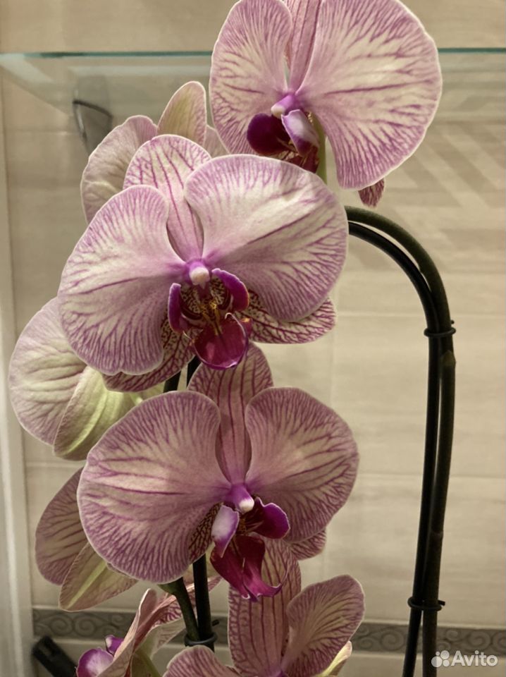 Орхидея (цветёт) фаленопсис каскад Венозный купить на Зозу.ру - фотография № 1