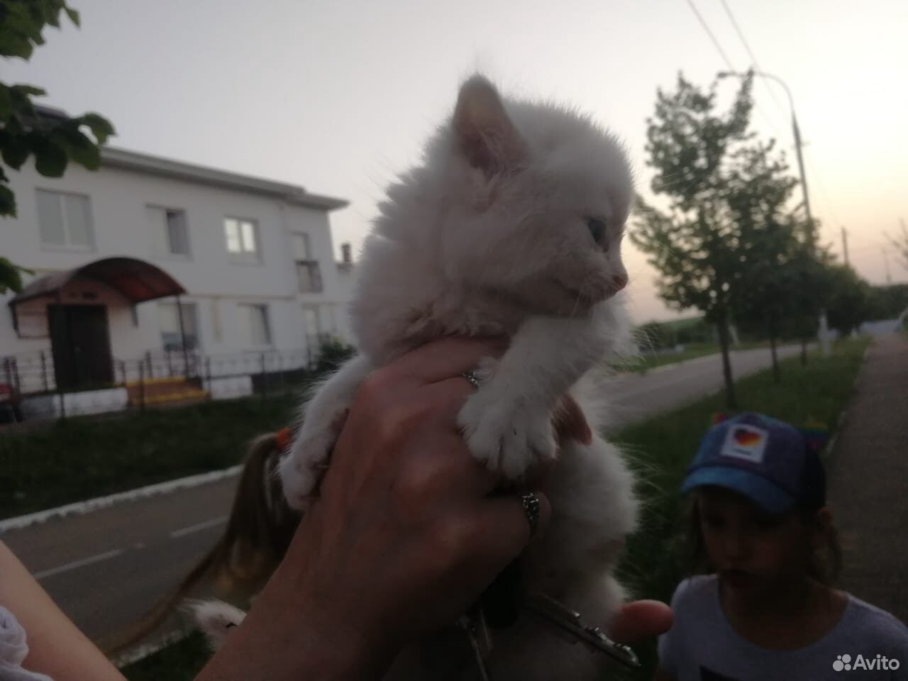 Котята белые купить на Зозу.ру - фотография № 7