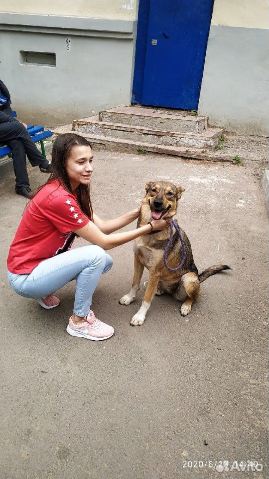 Собака девочка (стерилизована) купить на Зозу.ру - фотография № 1