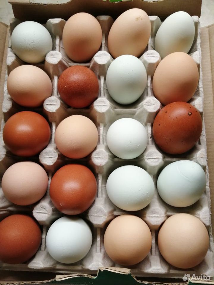 Инкубационные яйца купить на Зозу.ру - фотография № 4