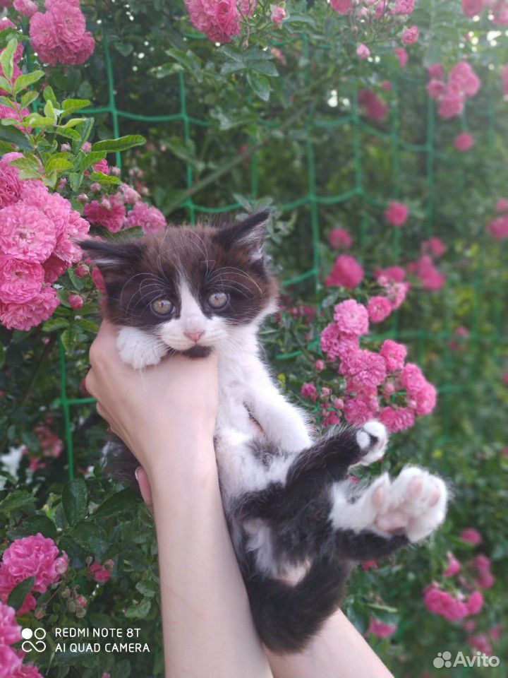 В добрые руки (3 кота, 1 кошка) купить на Зозу.ру - фотография № 4