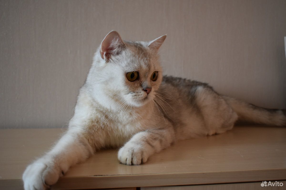 Британский котенок купить на Зозу.ру - фотография № 7