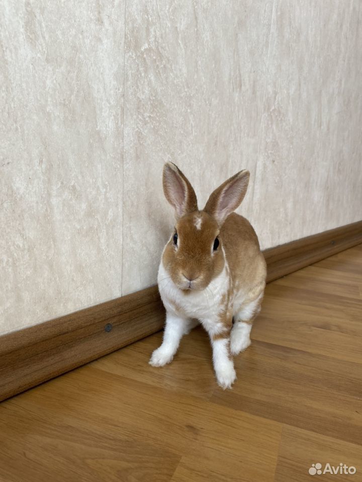 Карликовый кролик «Рекс» купить на Зозу.ру - фотография № 4