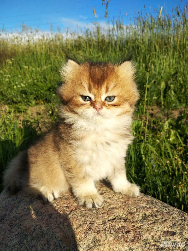 Британский золотой котик купить на Зозу.ру - фотография № 3