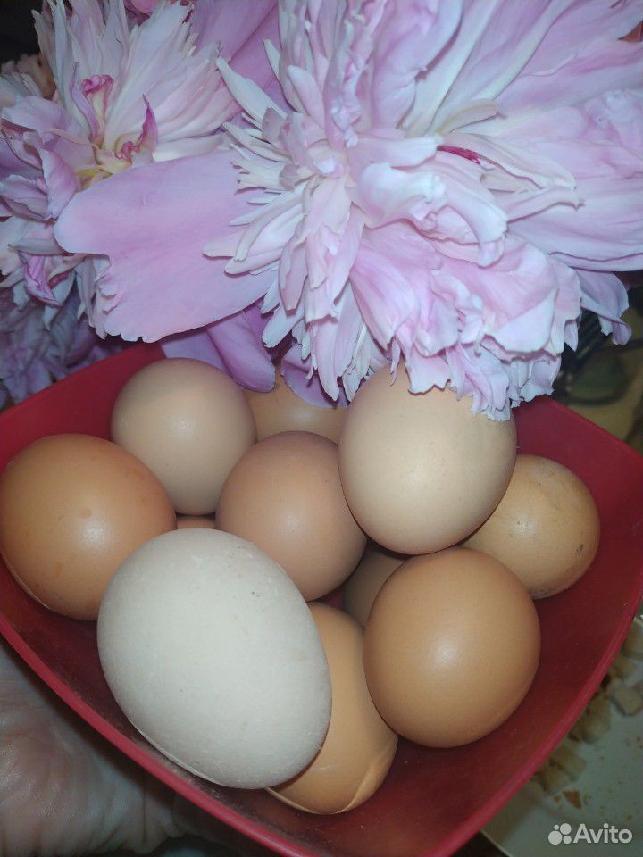 Яйцо диетическое от своих курочек купить на Зозу.ру - фотография № 1