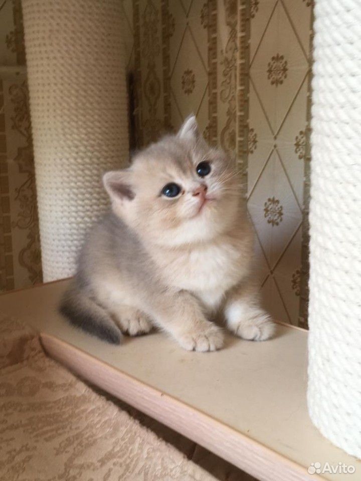Британские голубые золотые котята купить на Зозу.ру - фотография № 2
