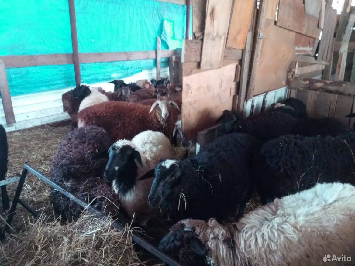 Овцы, ягнята на мясо и для разведения купить на Зозу.ру - фотография № 2