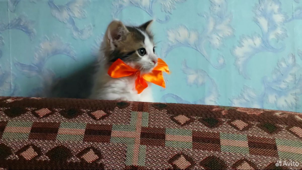 Умный, пушистый котенок купить на Зозу.ру - фотография № 2