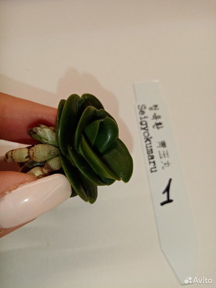 Орхидея неофинетия seigyokumaru купить на Зозу.ру - фотография № 2