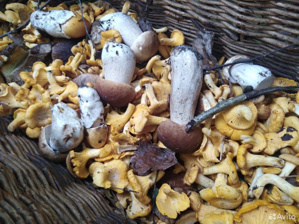 Свежие грибы купить на Зозу.ру - фотография № 3