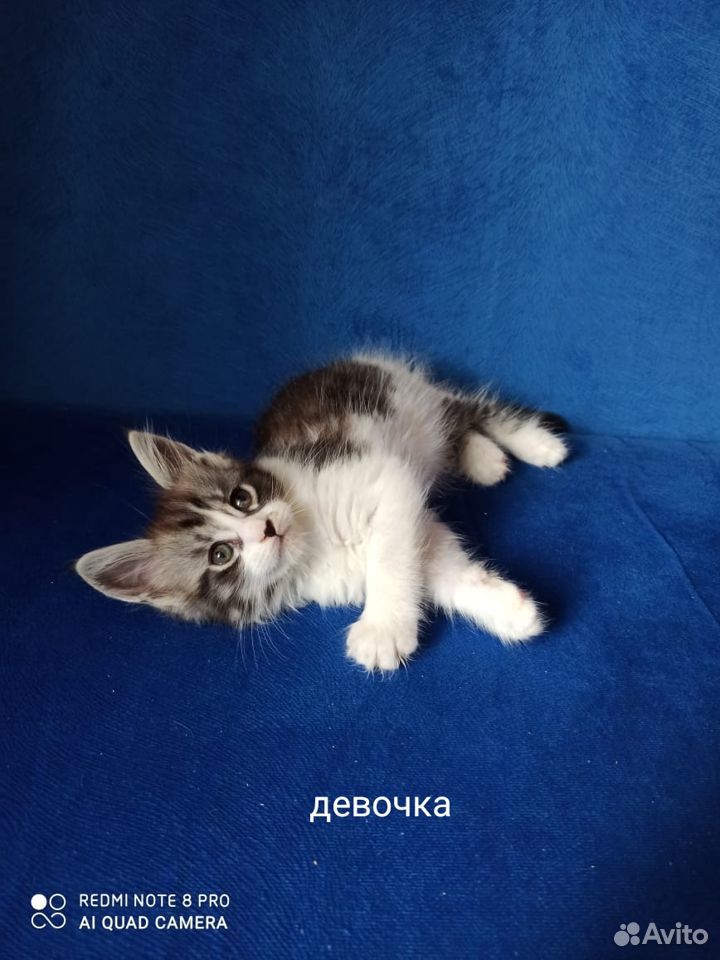 Котята Мейн-кун купить на Зозу.ру - фотография № 5