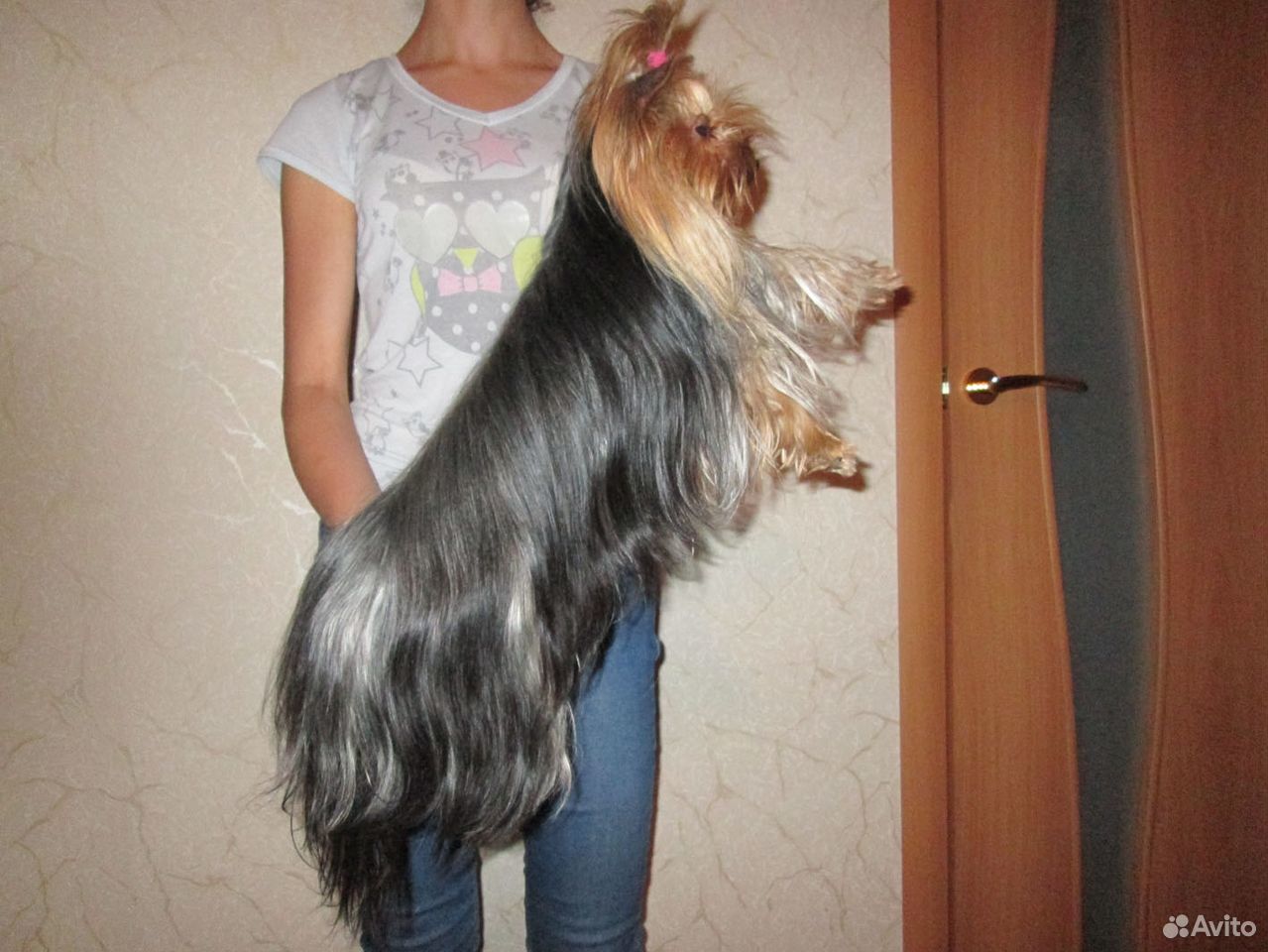 Продается шикарная девочка - йорк, щенок купить на Зозу.ру - фотография № 4
