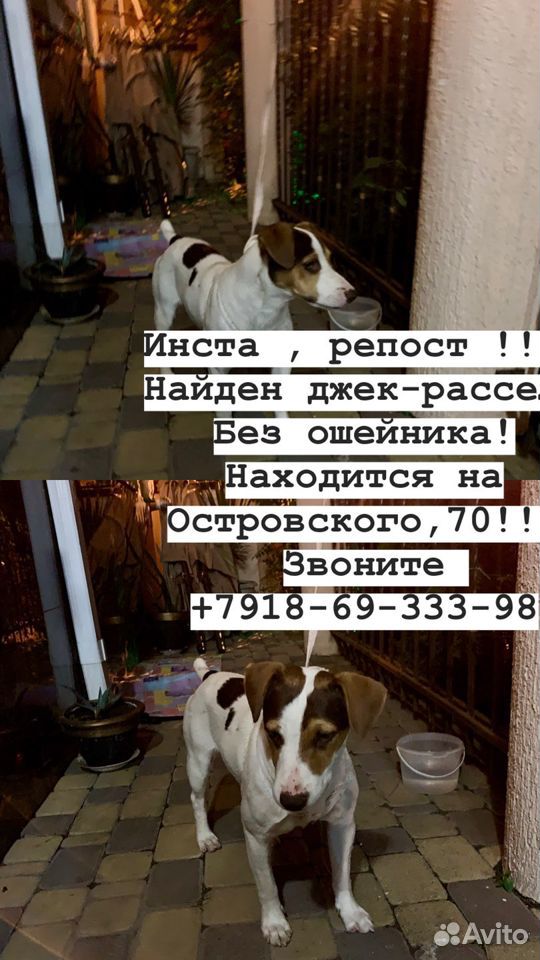 Найдена собака джек Рассел терьер купить на Зозу.ру - фотография № 1