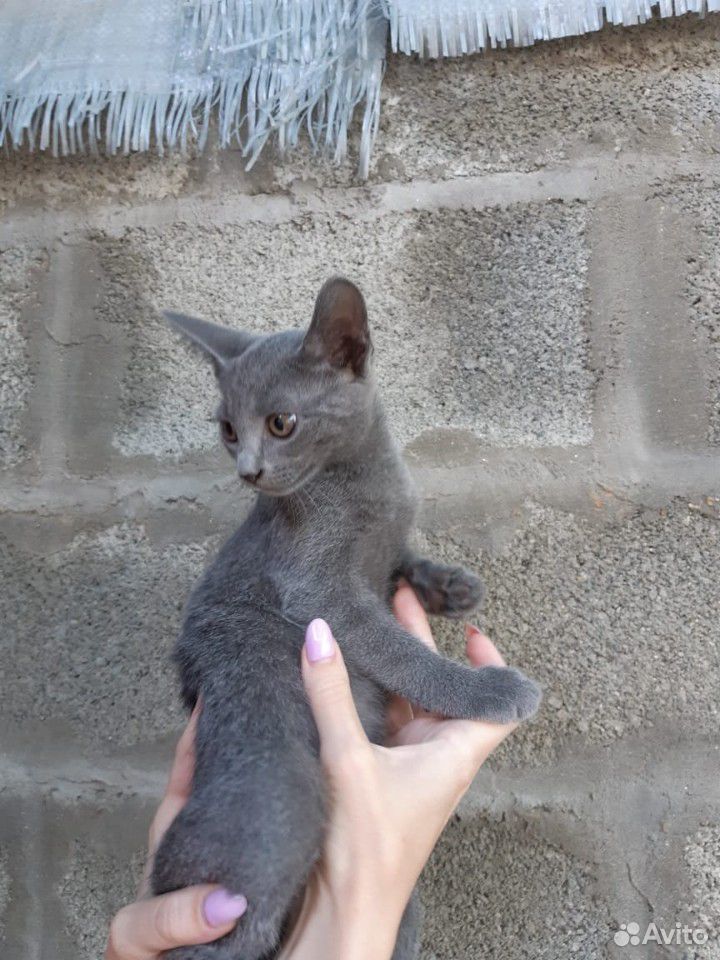 Котятки в добрые руки купить на Зозу.ру - фотография № 2
