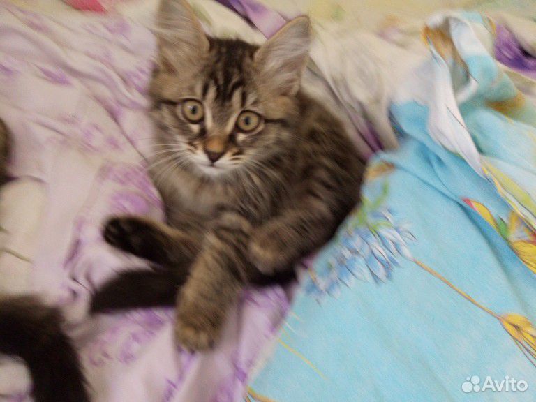 Котята девочки сибирские купить на Зозу.ру - фотография № 2