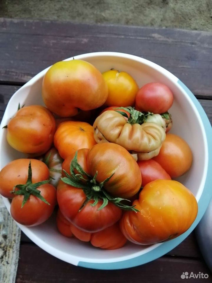 Первые помидоры купить на Зозу.ру - фотография № 3