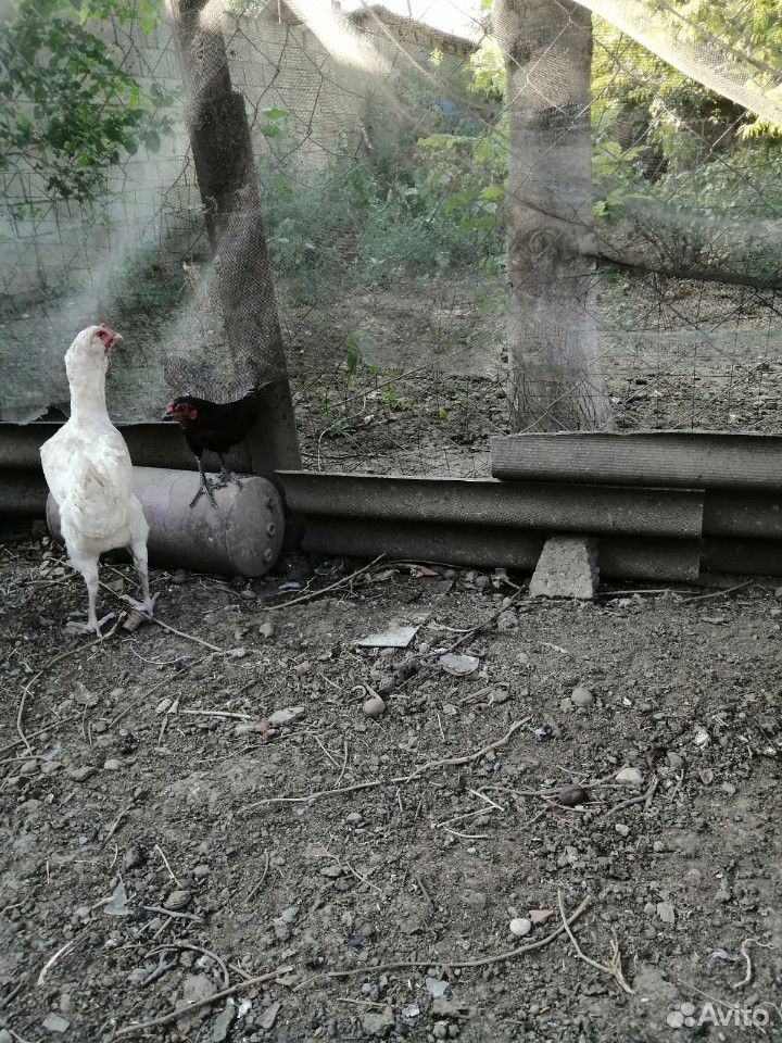 Домашняя птица купить на Зозу.ру - фотография № 4