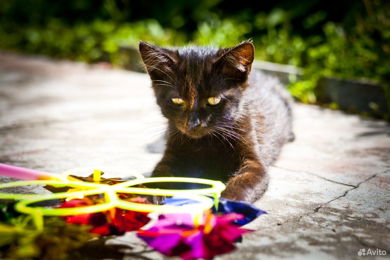 Черный котик купить на Зозу.ру - фотография № 2