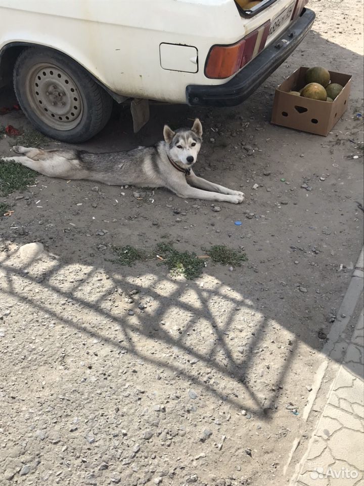 Хаски. Нашли собаку