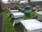 Пчёлы, ульи объявление продам