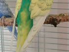 Выставочный волнистый попугай (ввп чех) объявление продам