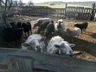 Стадо овец 10 голов объявление продам