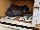 Продаются кролики породы Французский баран объявление продам