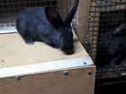 Кролики Мясные помесь венского голубого и фландера объявление продам