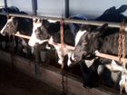 Продам долю в действующем молочном скотоводстве объявление продам