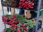 Тюльпаны оптом по Иркутской области объявление продам