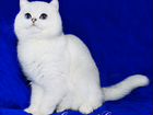 Британская шиншилла котик Кай фиалковые глазки объявление продам