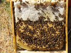 Пчеломатки 2020 от производителя объявление продам